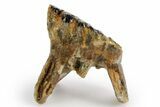 Rare, Juvenile Woolly Mammoth Upper P Molar - North Sea Deposits #370348-2